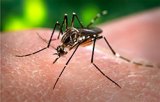 Mosquito Abatement District reports that West Nile Virus detected in Kings County